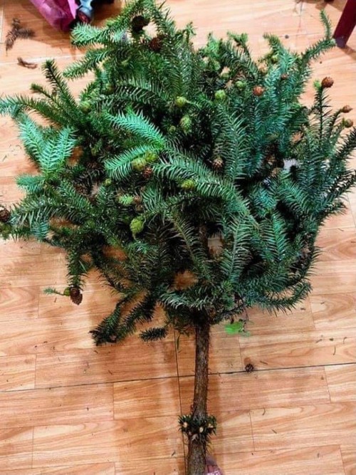 Hanoians keen to buy fresh pine trees as Christmas comes near - ảnh 4